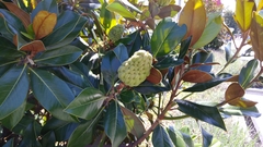 Magnolia grandiflora