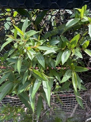 Boehmeria densiflora