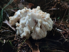 Hericium americanum
