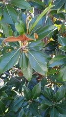 Magnolia grandiflora