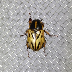 Cyclocephala