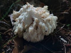 Hericium americanum