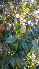Magnolia grandiflora