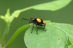 Lilioceris quadripustulata