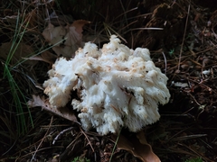 Hericium americanum