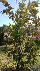 Magnolia grandiflora
