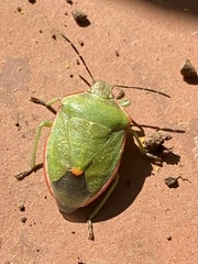 Chlorochroa