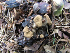 Asterophora lycoperdoides