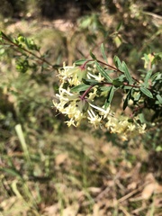 Pimelea linifolia