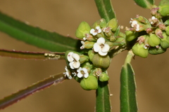 Euphorbia bifida