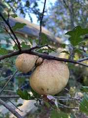 Andricus quercuscalifornicus