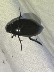 Hydrophilus insularis