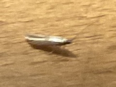 Tineola bisselliella