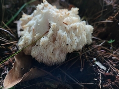 Hericium americanum