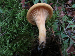 Cantharellus enelensis