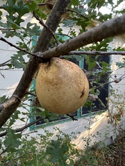 Andricus quercuscalifornicus