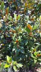 Magnolia grandiflora