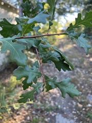 Andricus quercuscalifornicus