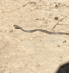 Mastigodryas melanolomus