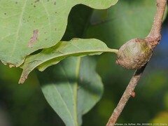 Andricus quercuspetiolicola