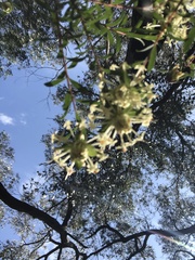 Pimelea linifolia