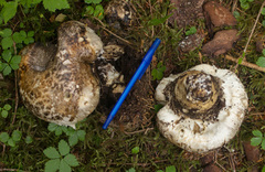 Catathelasma imperiale