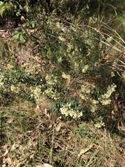 Pimelea linifolia