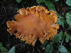 Cantharellus enelensis
