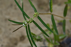 Euphorbia bifida
