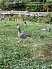 Anser anser × Branta canadensis
