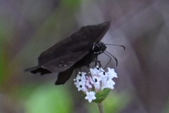 Ephyriades brunnea