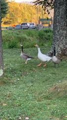 Anser anser × Branta canadensis