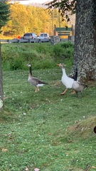 Anser anser × Branta canadensis