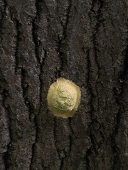 Fuligo septica