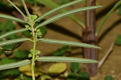 Euphorbia bifida