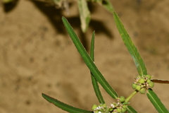 Euphorbia bifida