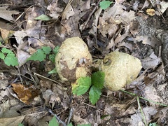 Gyroporus cyanescens