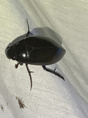 Hydrophilus insularis