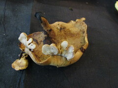 Cerioporus leptocephalus