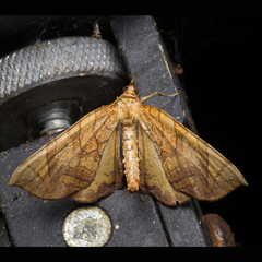 Eulithis diversilineata