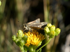 Panoquina errans