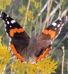 Vanessa atalanta
