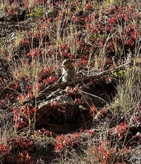 Callospermophilus lateralis lateralis
