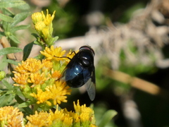 Copestylum violaceum