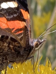 Vanessa atalanta