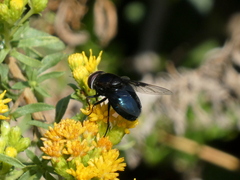 Copestylum violaceum