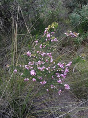 Gompholobium scabrum