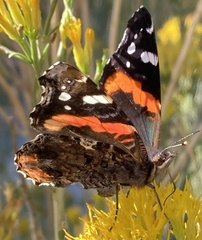 Vanessa atalanta