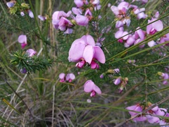 Gompholobium scabrum