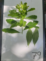 Morella caroliniensis